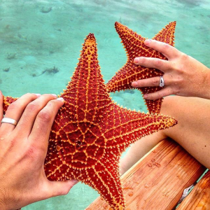 starfish-in-belize