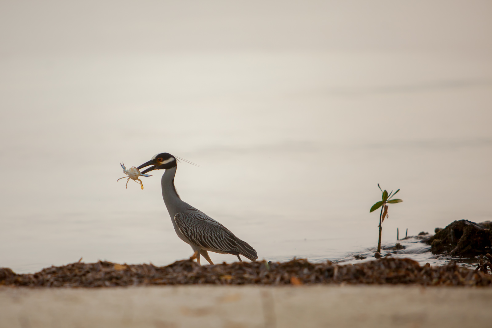 bird watching in belize