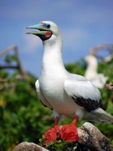 A Red-footed booby is a bird that can be seen while birding in the cayes