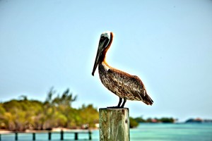 A pelican is a common site while birding in Belize