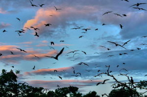 Man-O-War Caye in Belize - perfect for birding in Belize