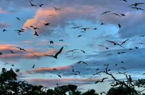 Man-O-War Caye in Belize - perfect for birding in Belize 