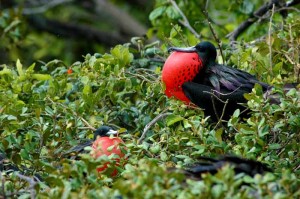 The Frigate bird of Belize is one of the most interesting sites for birders