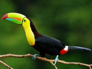 While birding in Belize, seeing the national bird of Belize - a Keeled-Billed Toucan - is a must