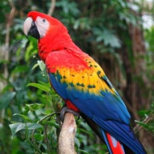 The Scarlet Macaw is one of the best known birds in belize - a site for any birder