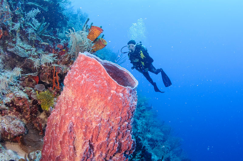 Belize barrier reef dive sites