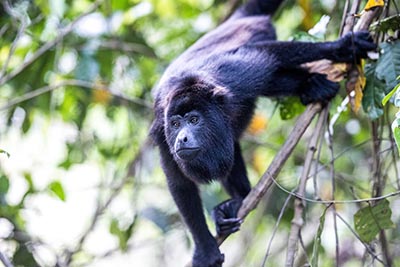 Howler monkey - can be seen during one of the tours in our Belize all inclusive adventure packages.