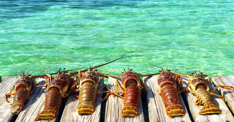 Lobster Fest in Belize