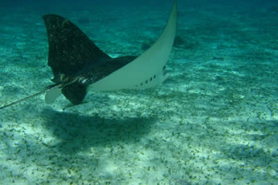 See Manta rays in the Belize Barrier Reef
