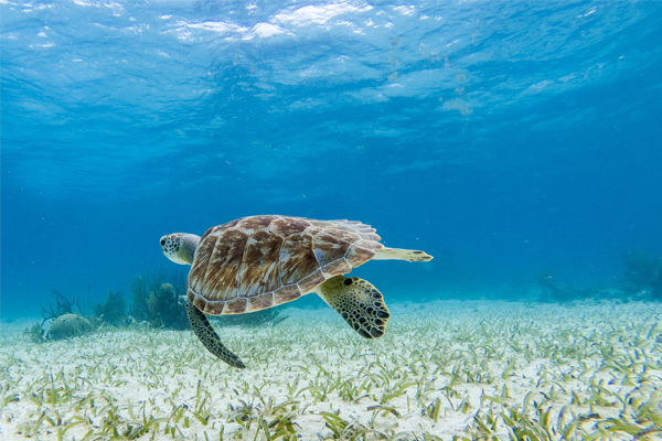 Experience Belize's marine animals