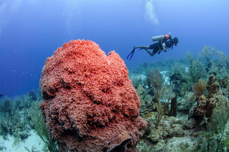 belize diving trips