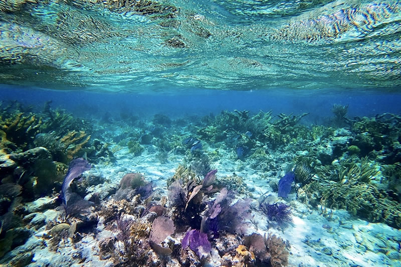 belize barrier reef adventures