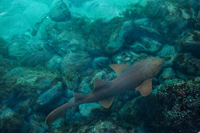 See nurse sharks in the Belize Barrier Reef