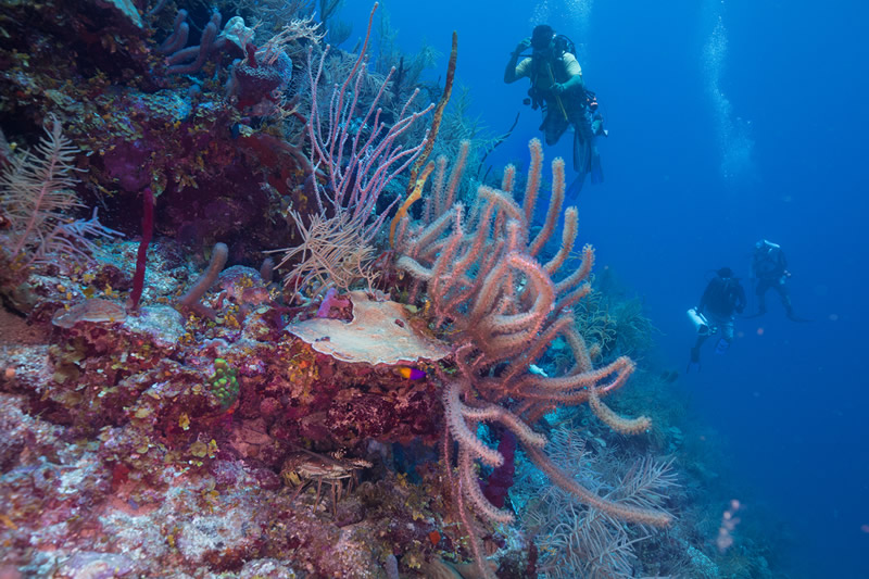 Belize Barrier Reef