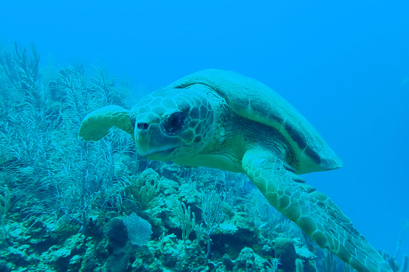 belize scuba