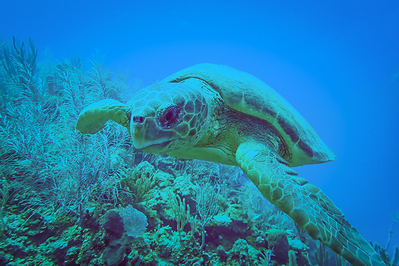 Belize Barrier Reef Diving