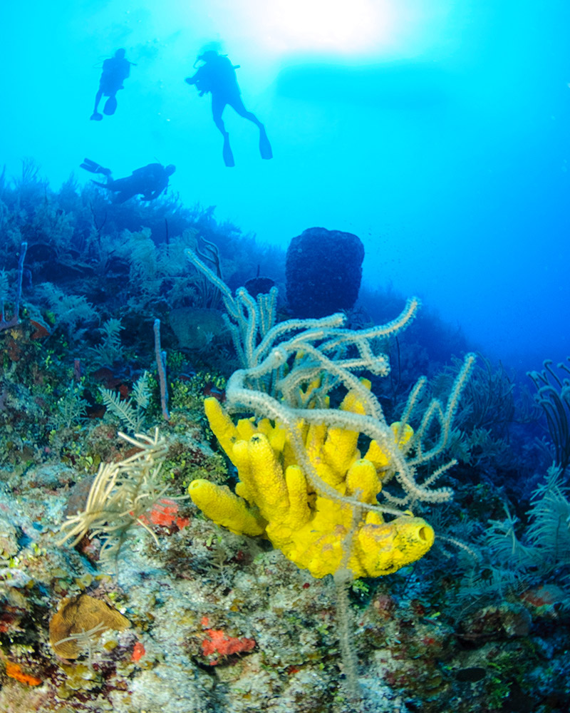 Belize barrier reef diving