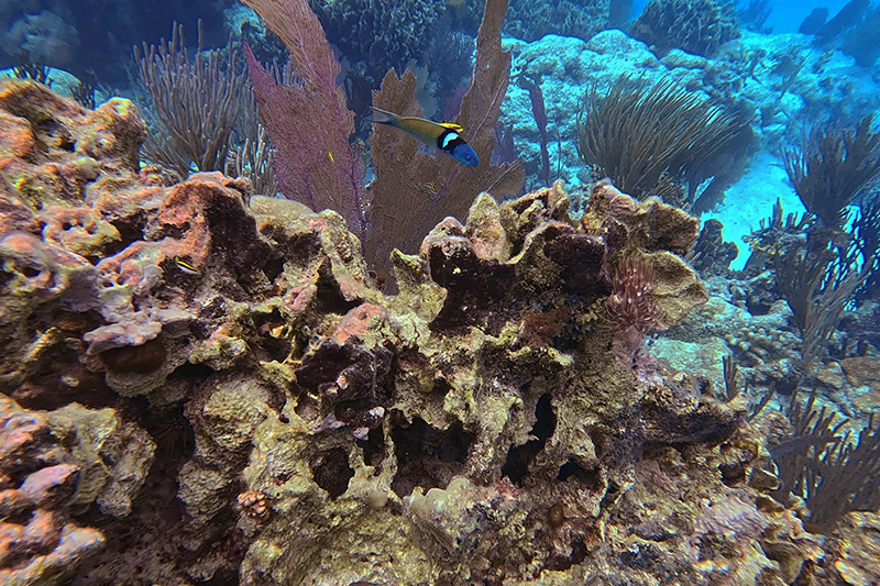 best Belize snorkel resort