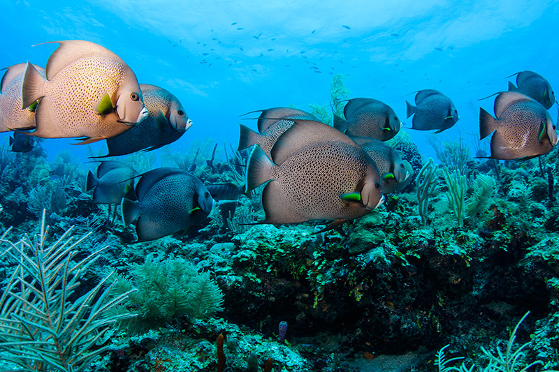 Belize Barrier Reef snorkeling