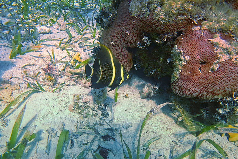 Belize reef adventures